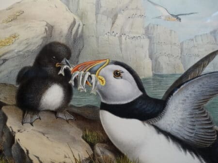 Common Atlantic Puffin Auk feeding babies