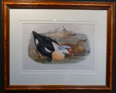 buy authentic john gould 19th century watercolor lithographs
