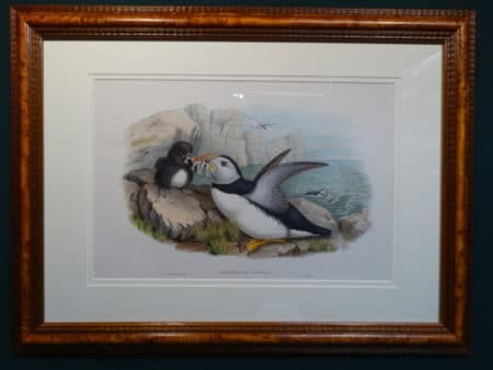 19th century North Atlantic Puffin watercolor lithograph