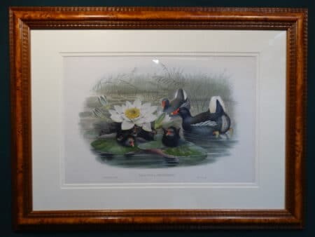 Antique Lithograph over 100 years old of Moorhens family and chicks with water lily.