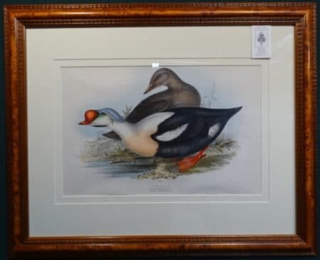 Spectacular antique lithograph of King Duck by John Gould Birds of Great Britain