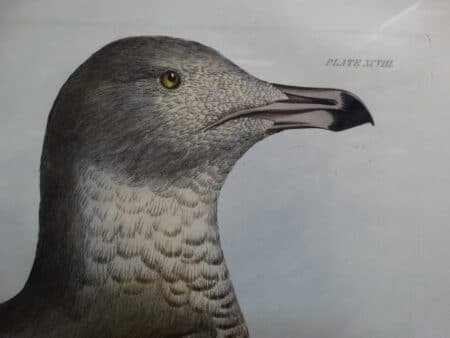 sea gulls head precisely delineated