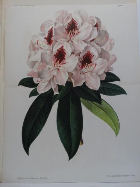antique lithograph of rhodendron