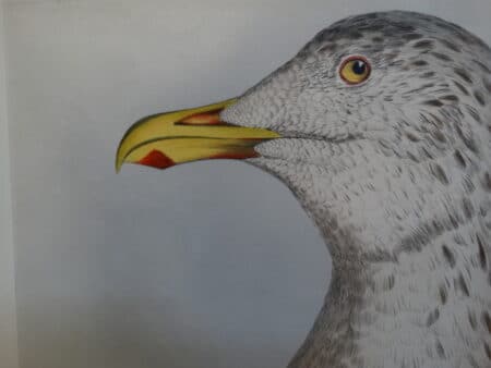 watercolor copper plate engravings by John Selby