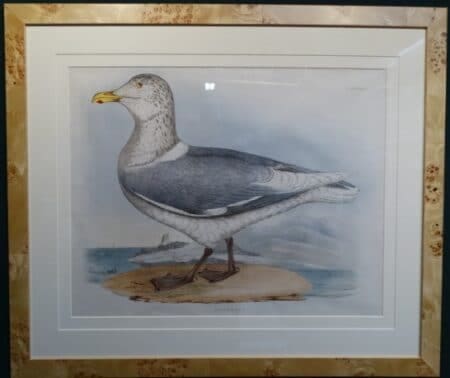 beautiful old lithograph second largest gull