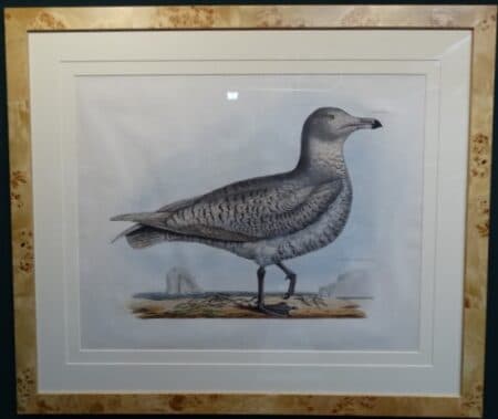 Larus glaucoides John Selby J. Whatman paper John Selby