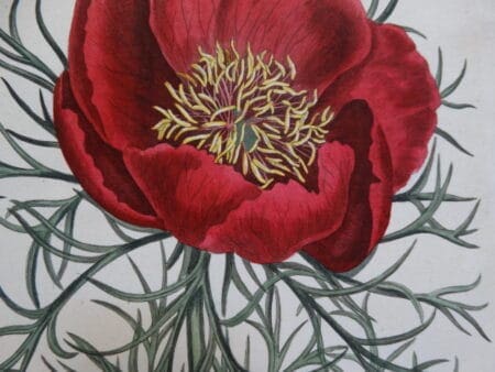 Spectacular Peony Watercolor Artwork from the early 19th century. Artists include such as Samuel & Thomas Curtis, Syndham Edwards, Elizabeth Blackwell, Basil Besler, Louis Van Houtteano, Pierre Joseph Redoute.