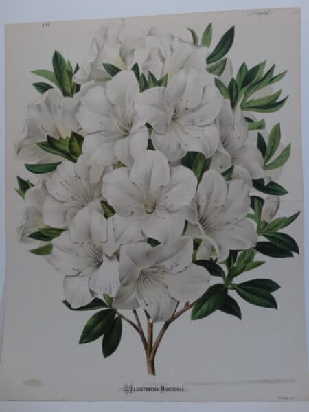 white azalea antique lithograph