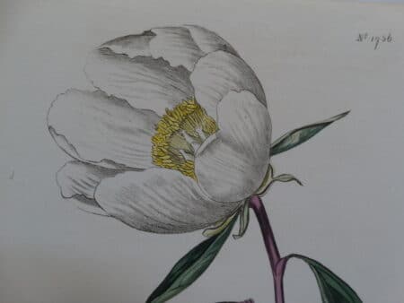 Exquisite detailed early 19th century watercolor engraving of peony