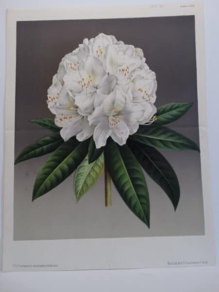 dramatic antique lithograph Rhododendron