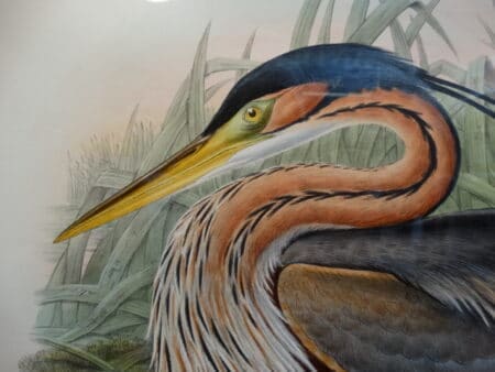learn about John Gould antique lithographs are priced