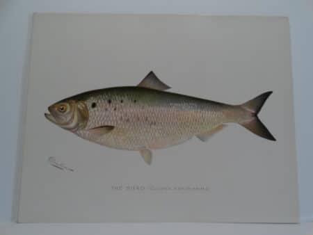 original antique fish print by Sherman Denton of ocean-lake fish of America.