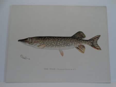 original antique fish print by Sherman Denton of ocean-lake fish of America.