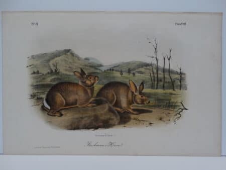 Original hand-colored lithograph of Bachman's hare rabbits. John James Audubon Viparious Quadrupeds of North America 1855.