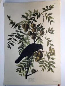American Crow from the Amsterdam elephant folio edition of John James Audubon "Birds of America" 1971. Dutch photolithograph, "Zonen" watermark paper, 250 copies published. Paper measures 26 1/4 x 39 1/2.