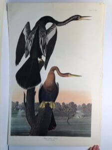 Cormorants Gannets from the Amsterdam elephant folio edition of John James Audubon "Birds of America" 1971. Dutch photolithograph, "Zonen" watermark paper, 250 copies published.
