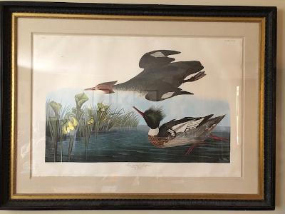 A framed 1971 Amsterdam edition, elephant folio, John James Audubon Birds of America, "Mergansers". Sticker on reverhttp://dmh.f83.mywebsitetransfer.com/wp-admin/upload.phpse: sold and framed by Araeder Galleries New York City America.