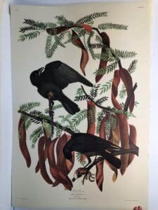 Fish Crows from the Amsterdam elephant folio edition of John James Audubon "Birds of America" 1971. Dutch photolithograph, "Zonen" watermark paper, 250 copies published. Paper measures 26 1/4 x 39 1/2.