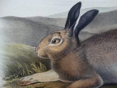 Beautiful originally hand-colored rabbit lithographs & engravings.