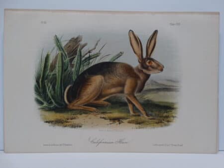 Original hand-colored lithograph of California Hare Rabbit.  John James Audubon Viparious Quadrupeds of North America 1855.