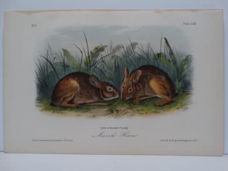 Original hand-colored lithograph of Marsh Hare Rabbits. John James Audubon Viparious Quadrupeds of North America 1855.