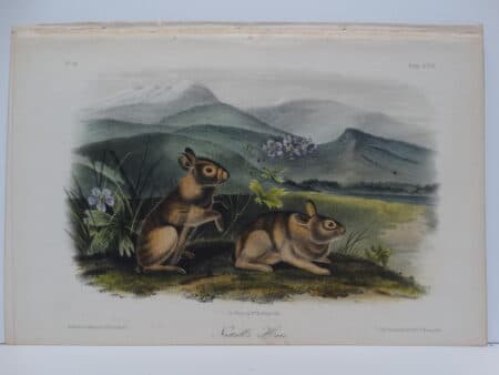Original hand-colored lithograph of Nuttall's Hare Rabbits. John James Audubon Viparious Quadrupeds of North America 1855.