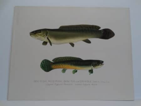 Antique Sherman Denton Fish prints over 100 years old.