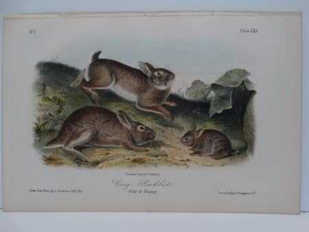 Original hand-colored lithograph of old and young grey rabbits. John James Audubon Viparious Quadrupeds of North America 1855.