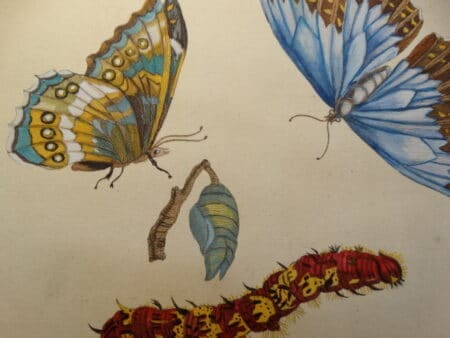 Are you interested in entomology? So were naturalists a long time ago.