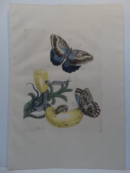 Folio 18th century insect prints of butterflies caterpillars