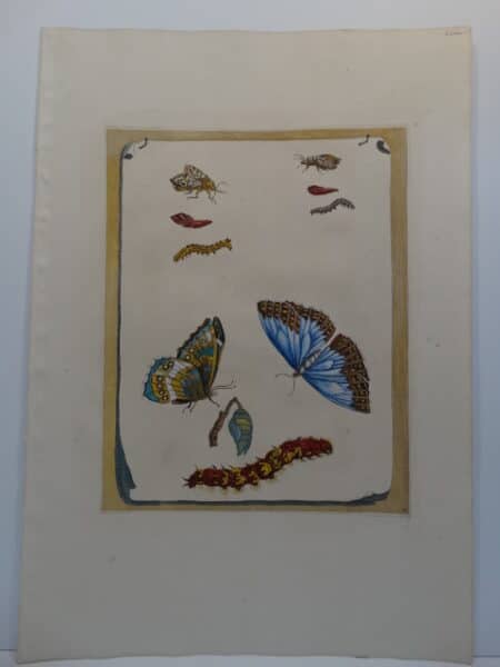Maria Merian's Metamorphosibus Insectorum Surinamensium