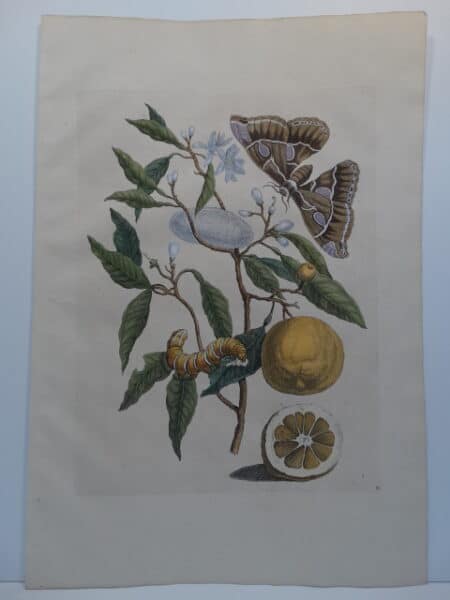 Rare 18th century folio engraving by Merian of Oranges Moth Caterpillar & Cocoon engraving