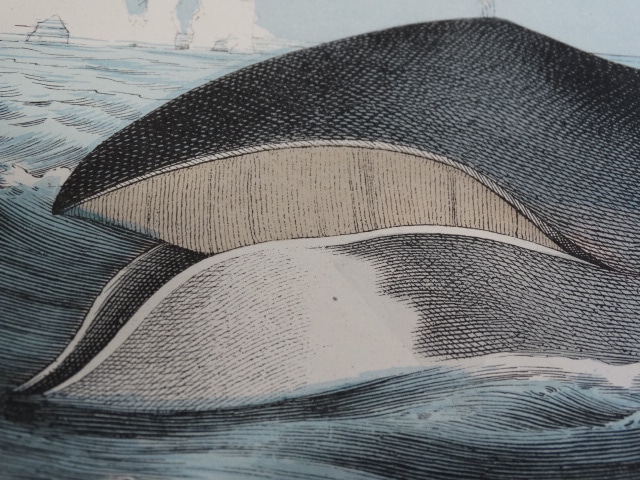Find values of antique lithographs and hand-colored engravings of whales on our website.