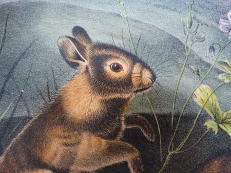 Charming bunny rabbit lithograph sourced from John Audubon Books from the 1850's.
