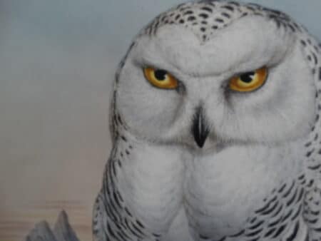 Find and learn about antique lithographs engravings by John Gould and other early ornithologists.