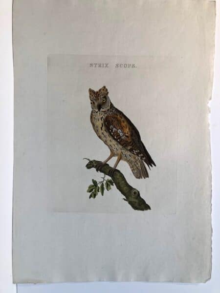 200 plus year old Nozeman Sepp scops ear owl that camouflages into with a tree for protection.