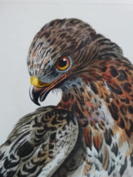 The British Zoology 1761-1766 by Thomas Pennant & Peter Paillou