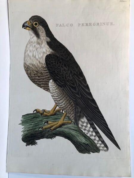 Beautiful large folio engraving with watercolors of a peregrine falcon and is over 200 years old. Buy real antique prints