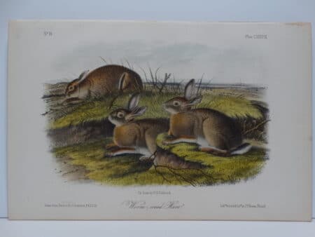 Original hand-colored lithograph of worm wood hare rabbits.  John James Audubon Viparious Quadrupeds of North America 1855.
