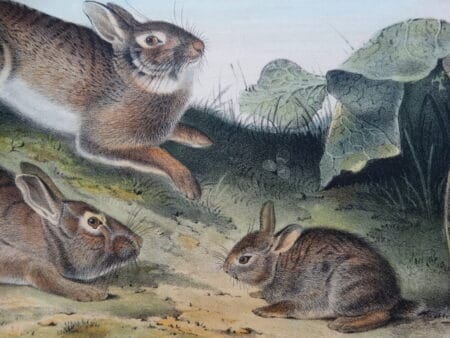 Decorate your home with antique prints of rabbits and reflect your love for them while living with history.