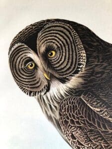 Owls are called strix, bubo, ibis, noctua in other languages. Each owl species is greatly varied from another.