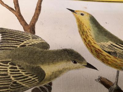 Decorative antique song bird engravings & lithographs over 100 years old.