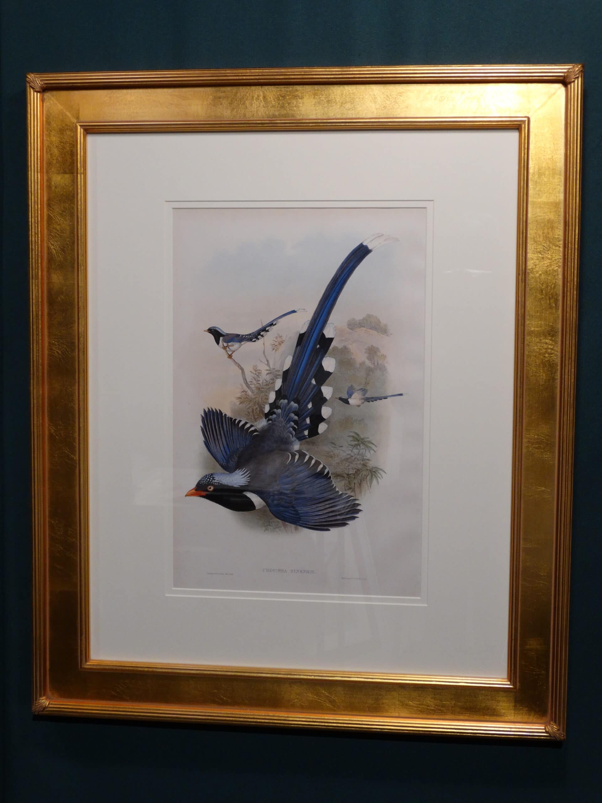 Set of three John Gould song birds. Decorative blue colored birds with long tails.