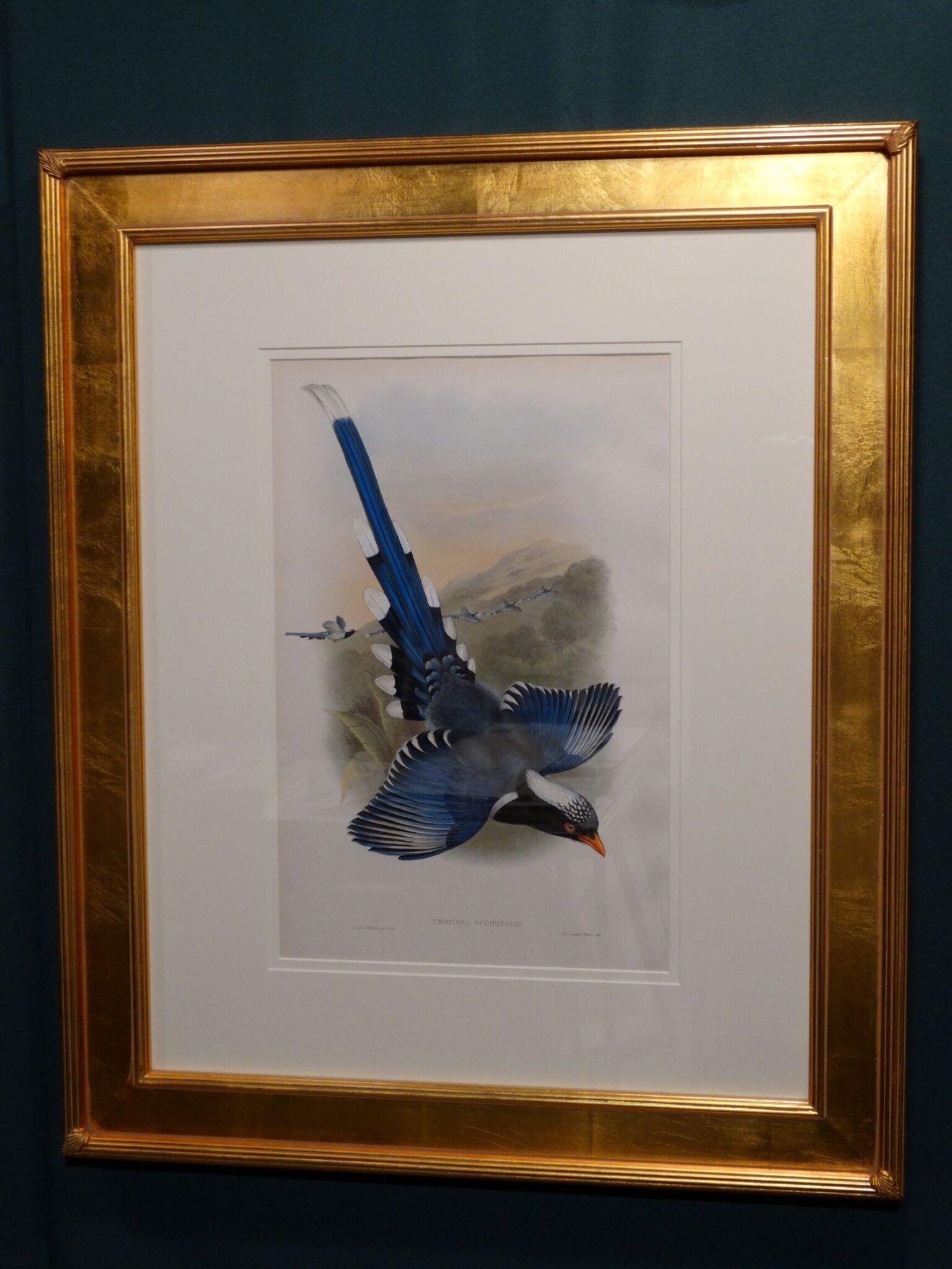 Exquisite set of three framed antique lithographs by John Gould, c.1860.