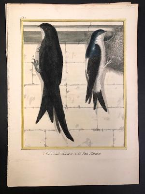 This amazing bird is named Martinet. He can fly nonstop for 6 months landing to nest as represented in this 18th century engraving.