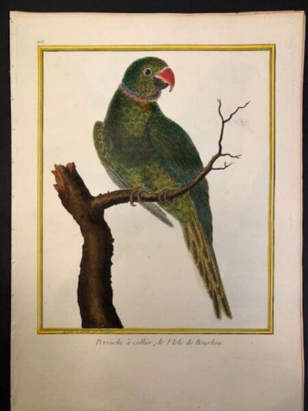 Rare Martinet Perruches bookplate in wxcellent condition, available at Anne Hall Antique Prints.