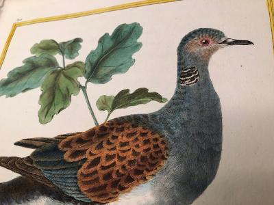 Hand colored engravings sourced from Histoire Naturelle.