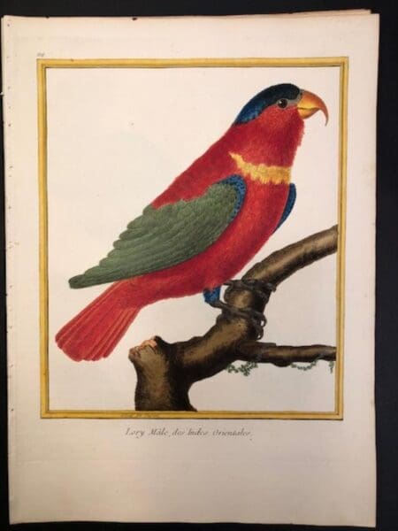 Martinet & Compte de Buffon had a staff of 70 craftsmen working on the set of rare books, this rare Perruches engraving of pink Lori was sourced from.