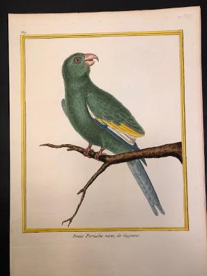 A delightful 18th century Francois Martinet hand colored engraving of a Little Green Parrot of Cayenne