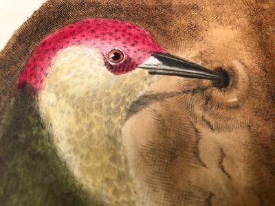 Antique prints lithographs & engravings sourced from very old Ornithology books.